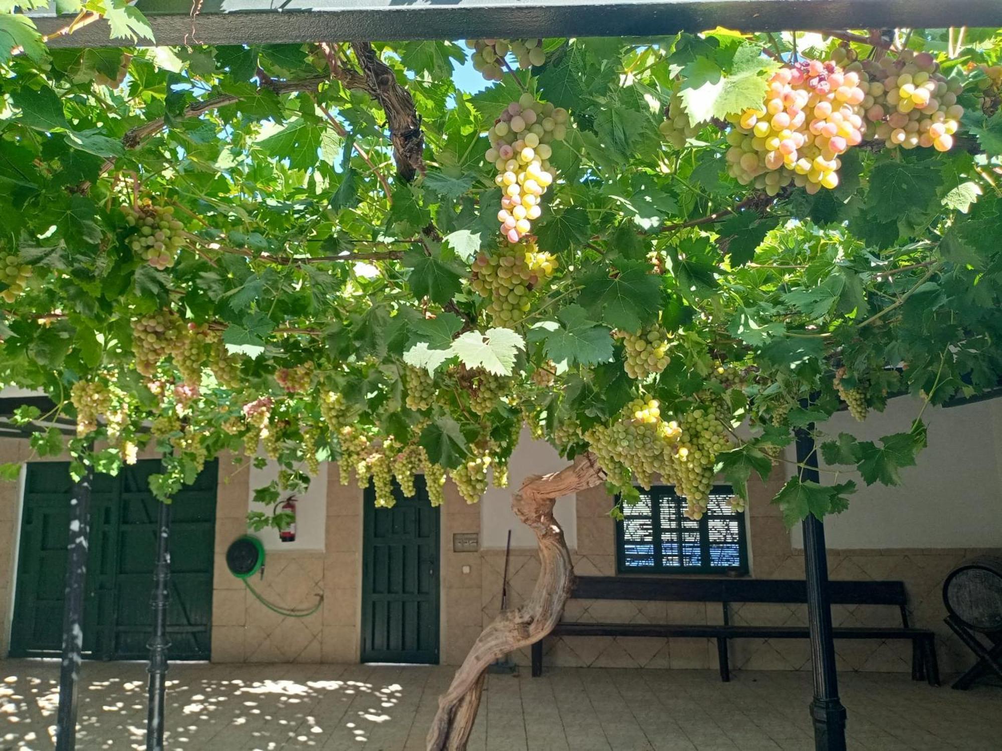 Casa Rural La Del Alba Seria Argamasilla de Alba Екстериор снимка